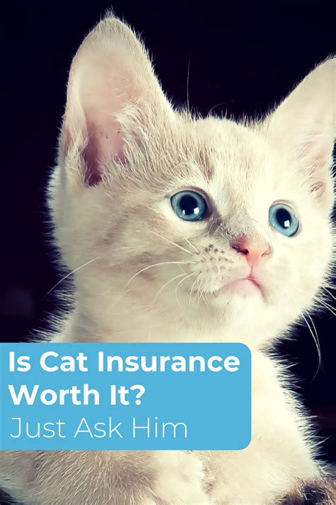 Kitten insurance. Things To Know About Kitten insurance. 